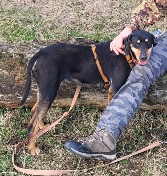 Skylar, Una Bellissima Simil Segugia